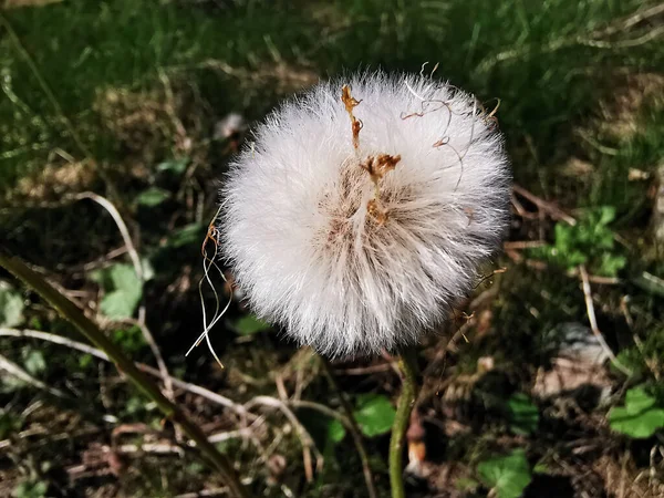 Sebuah Foto Closeup Mekar Coltsfoot — Stok Foto