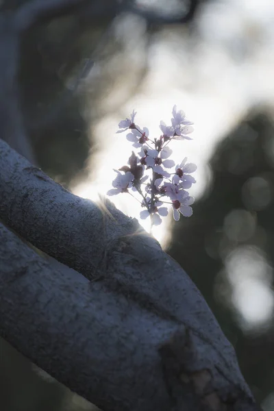 Селективный Снимок Красивых Белых Цветов Растущих Ветке Дерева — стоковое фото
