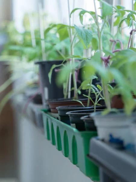 Tiro Vertical Plantas Envasadas Com Estacas Madeira Crescendo Pela Janela — Fotografia de Stock