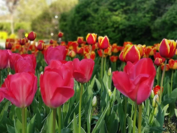 Une Mise Point Sélective Belles Tulipes Rouges Dans Parc — Photo