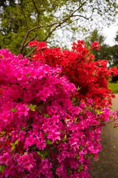 Zbliżenie Azalea Krzewy Kwitnącymi Purpurowymi Czerwonymi Kwiatami — Zdjęcie stockowe