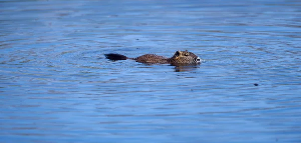 Een Dichtbij Shot Van Een Bever Zwemmend Het Water — Stockfoto