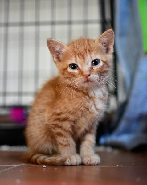 Eine Nahaufnahme Eines Niedlichen Orangefarbenen Kätzchens Mit Blauen Augen — Stockfoto