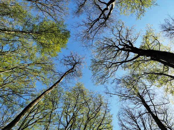 Una Toma Ángulo Bajo Ramas Con Hojas Verdes Contra Cielo — Foto de Stock