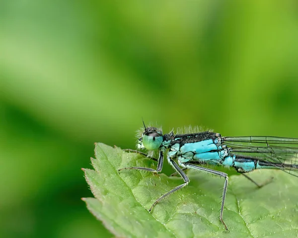 Blu Eurasian Bluet Una Grande Foglia Verde — Foto Stock