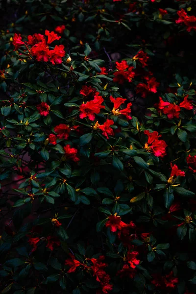 Mooie Natuurlijke Achtergrond Van Bloeiende Rode Rhododendron Bloemen — Stockfoto