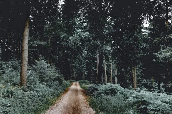 Uma Bela Floresta Verde Com Árvores Densas Caminho Estreito — Fotografia de Stock