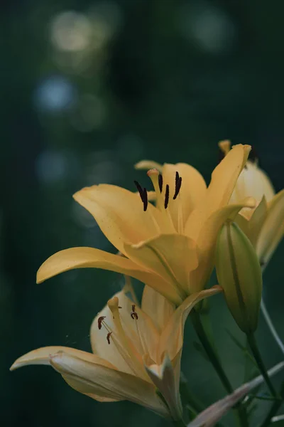 Eine Selektive Fokusaufnahme Schöner Gelber Lilien Die Garten Wachsen — Stockfoto