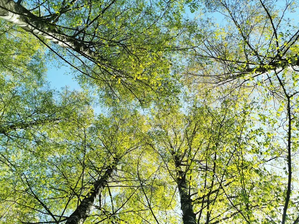 Bajo Ángulo Tiro Árboles Con Follaje Verde Contra Cielo Azul — Foto de Stock