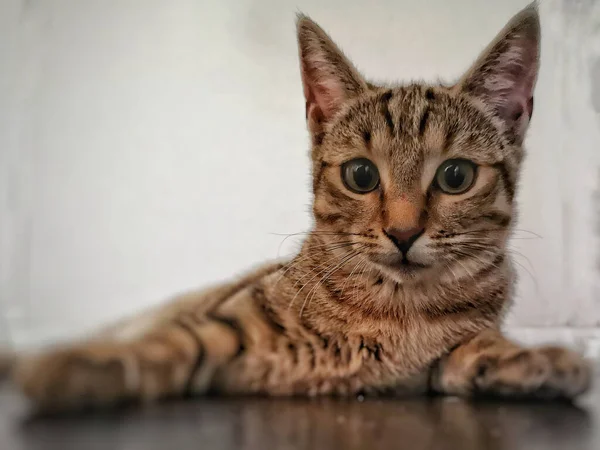 Porträt Einer Niedlichen Braunen Tabby Katze Mit Gespitzten Ohren Die — Stockfoto