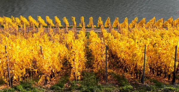 Een Gele Wijngaard Achtergrond Van Een Meer Herfst — Stockfoto