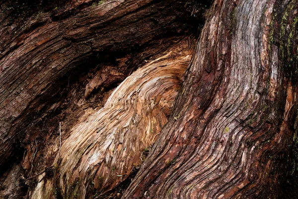 Western Red Cedar Jurassic Grove Port Renfrew Vancouver Island Canada — Stock Photo, Image