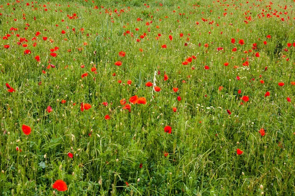 Hermoso Tiro Campo Amapola Roja — Foto de Stock