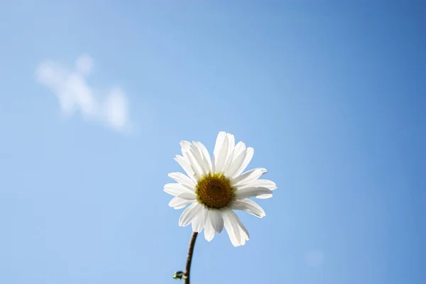 Симпатична Ромашкова Квітка Тлі Блакитного Неба Копіювальним Простором — стокове фото