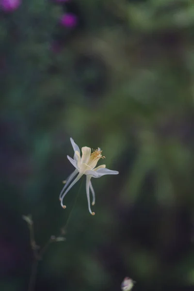 Selektivní Ostření Záběr Bílou Květinářskou Rostlinu Columbine Rostoucí Zahradě — Stock fotografie