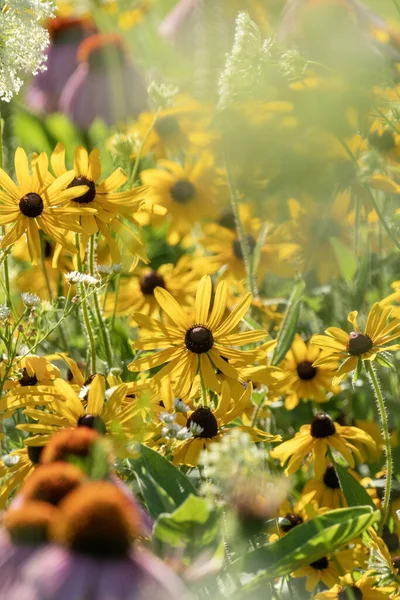 Selettivo Colpo Fous Fiori Gialli Fiore Che Crescono Nel Campo — Foto Stock