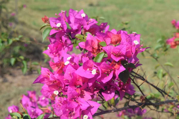 Gros Plan Belles Fleurs Roses Bougainvilliers Extérieur Pendant Lumière Jour — Photo