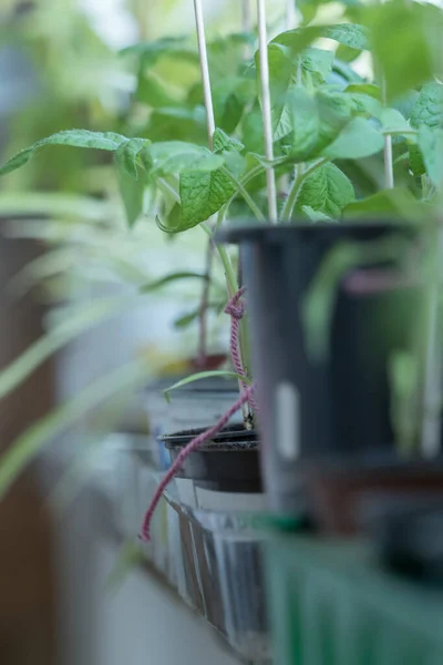 Tiro Vertical Plantas Envasadas Com Estacas Madeira Crescendo Pela Janela — Fotografia de Stock