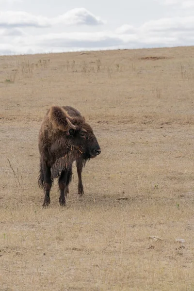 Plan Vertical Bison Dans Monument National Tour Devils Wyoming — Photo