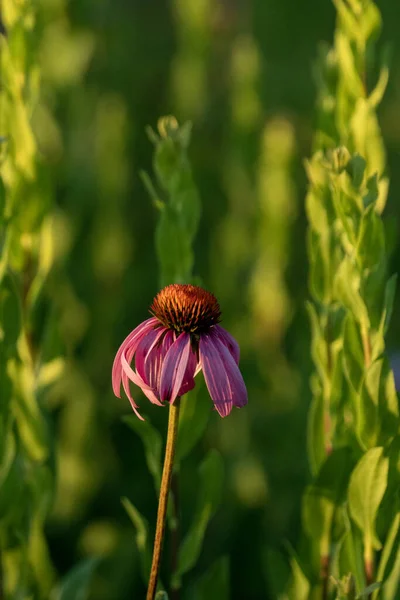 Tiro Vertical Coneflower Florescendo — Fotografia de Stock