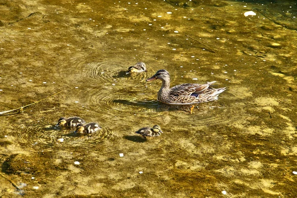 Eine Herde Enten Auf Einem See Einem Park Sonnenlicht Mit — Stockfoto