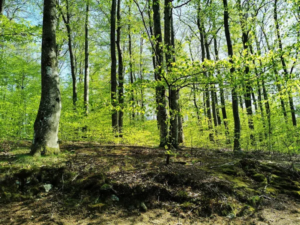 Прекрасний Краєвид Весняного Бокескогена Ларвіку Норвегія — стокове фото