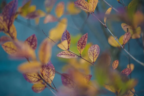 Selective Focus Shot Tree Branches Small Beautiful Yellow Purple Leaves — Stock Photo, Image