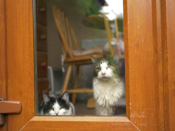 猫透过窗户看中镜头 — 图库照片
