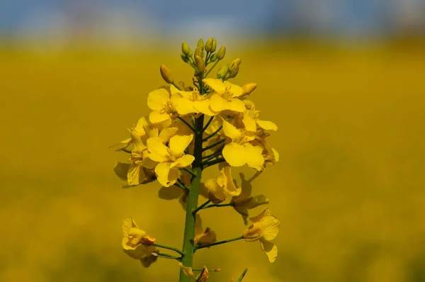 1つのフィールドの前に油種レイプの1つの花の小穂 春から夏の道を示す黄色のフィールド — ストック写真