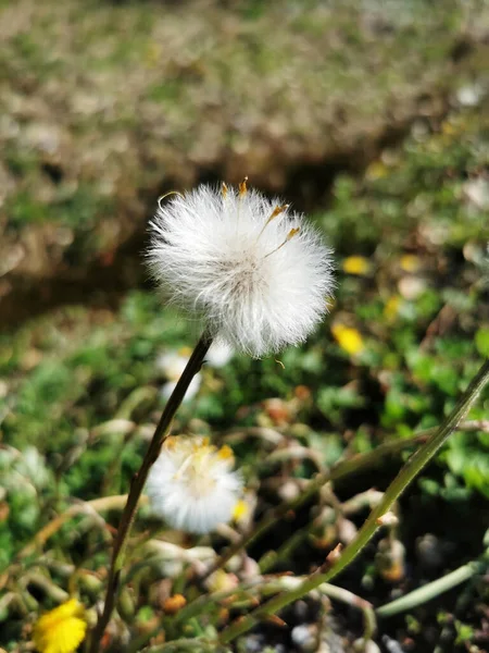 垂直于花冠的花冠 — 图库照片