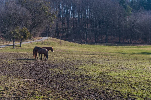 Dva Koně Pasoucí Poli Pozadí Silnice Suchých Stromů — Stock fotografie
