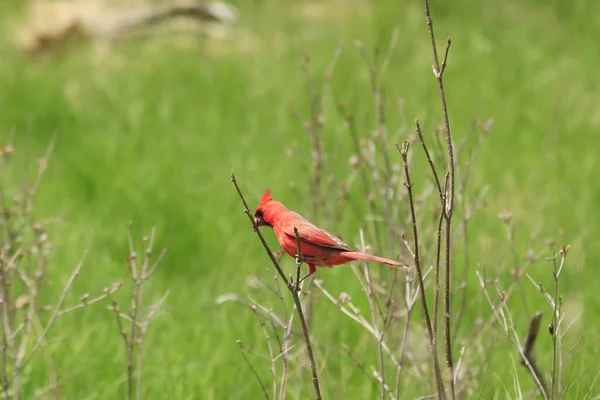 Красная Кардинальная Птица Стоящая Тонкой Ветке Зеленом Поле — стоковое фото