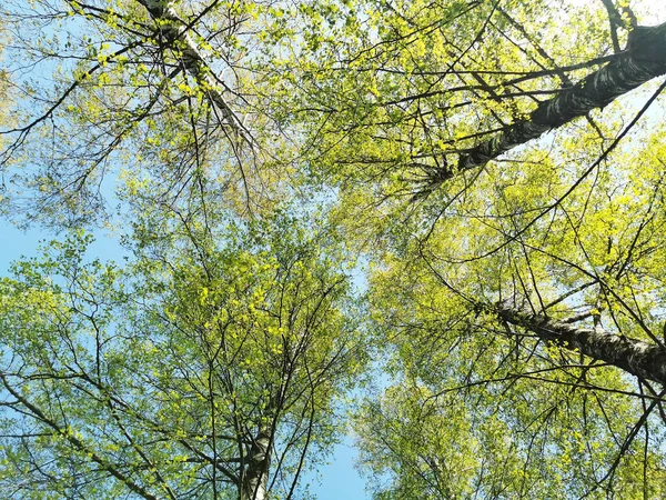 Bajo Ángulo Tiro Árboles Con Follaje Verde Contra Cielo Azul — Foto de Stock