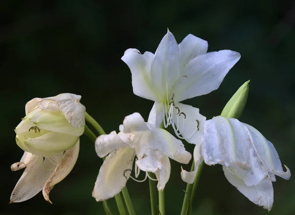 Tiro Foco Seletivo Belas Flores Brancas Jardim — Fotografia de Stock