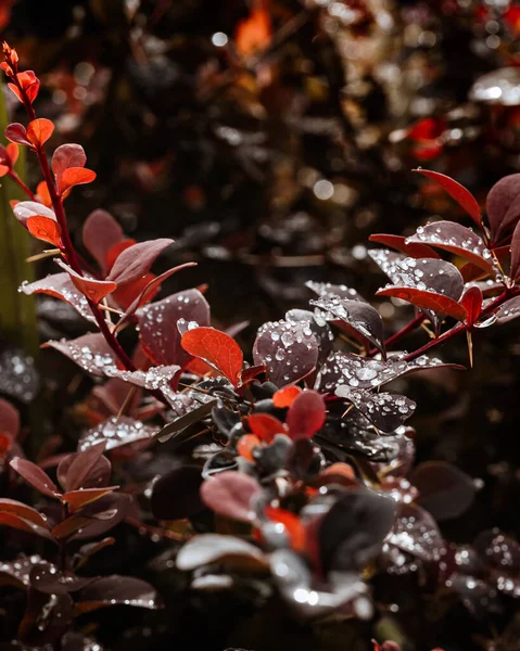 背景のぼやけた水滴に覆われた果実の植物の垂直ショット — ストック写真