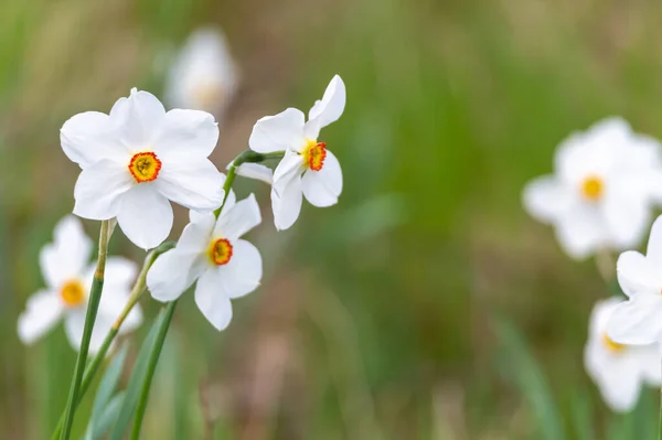 Вибірковий Фокус Зображення Квітів Нарциса Поета — стокове фото