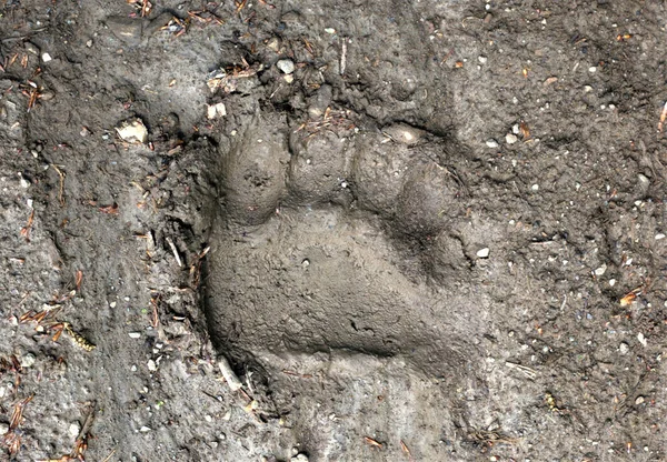 Closeup Bear Trace Ground — Stock Photo, Image