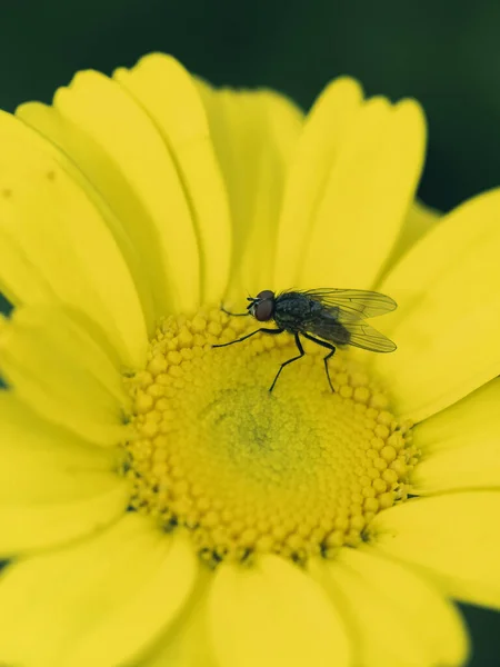 一只苍蝇栖息在一朵黄色的花蕾上的垂直的照片 — 图库照片