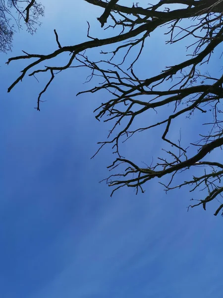 Plan Angle Bas Branches Arbres Nus Sous Ciel Bleu — Photo