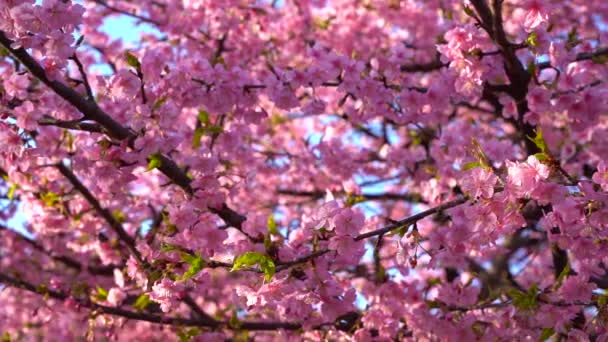 Ramas Cerezo Con Hermosas Flores Primer Plano Concepto Primavera — Vídeos de Stock