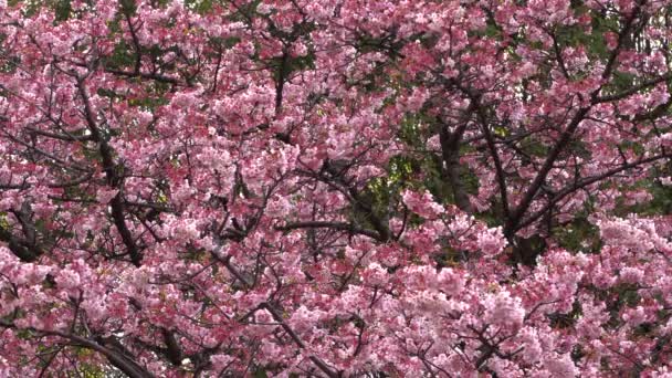 Ramas Cerezo Con Hermosas Flores Primer Plano Concepto Primavera — Vídeos de Stock