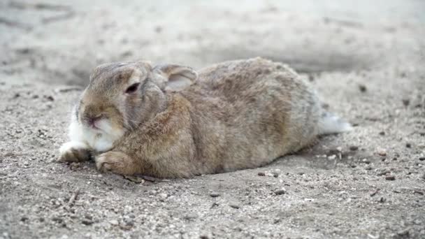 一只可爱的兔子在户外的4K镜头 — 图库视频影像