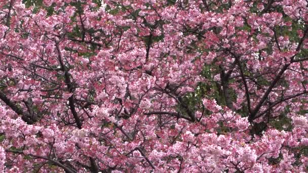 Branches Cerisier Avec Belles Fleurs Gros Plan Concept Printemps — Video