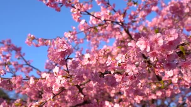 Branches Cerisier Avec Belles Fleurs Gros Plan Concept Printemps — Video