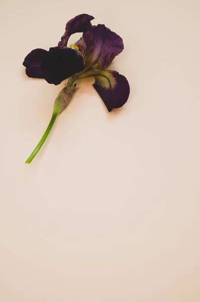 Eine Vertikale Aufnahme Einer Irisblume Auf Hellem Hintergrund — Stockfoto