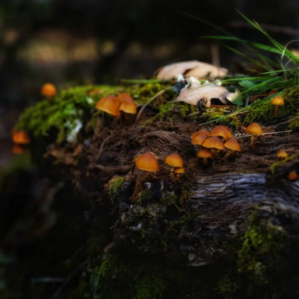 Primo Piano Funghi Esotici Nel Mezzo Una Foresta — Foto Stock