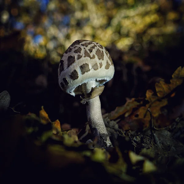 Primer Plano Castaño Dapperling Creciendo Bosque —  Fotos de Stock