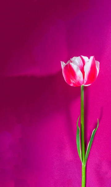 Vertikální Záběr Tulipánu Fialovém Povrchu — Stock fotografie