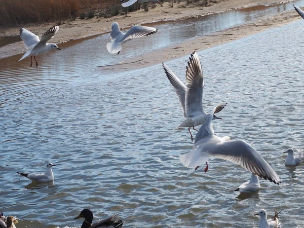 Bir Martı Sürüsü Gölün Üzerinde Süzülüyor — Stok fotoğraf
