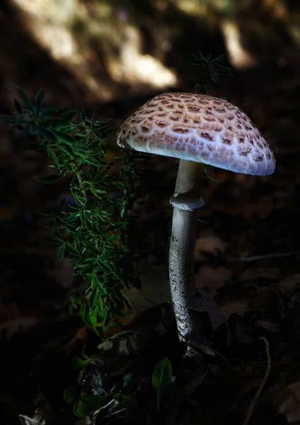 Ein Sonnenschirmpilz Der Wald Wächst — Stockfoto